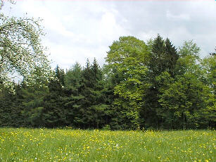 Impression aus dem Schurwald